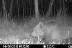 Medvěda migrujícího jižní Moravou zachytily před třemi lety dvě fotopasti v lesích u Bzence.