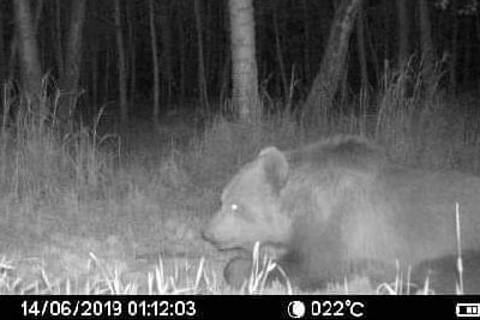 Medvěda migrující jižní Moravou zachycený fotopastí v lesích u Bzence.