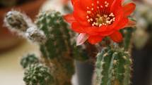Hodonínští kaktusáři vystavují. Na letošní výstavě kaktusů a sukulentů představili na osm set exemplářů.