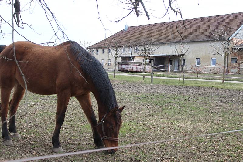 Josefov a jeho okolí. Výběhy koní.