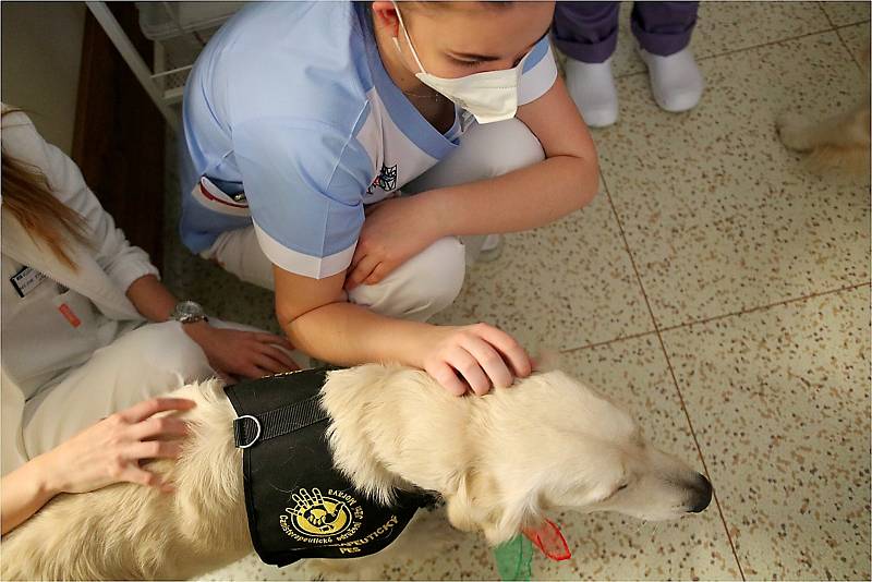 Canisterapeutičtí psi zvedli náladu personálu Nemocnice Kyjov.