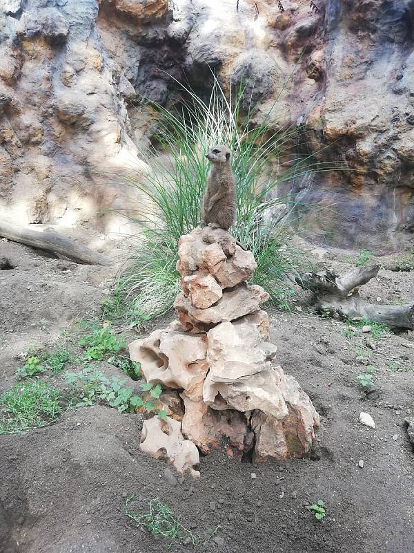 Snímek s názvem "Jsem vysoko, vidím daleko ". Pokud chcete dát fotografii svůj hlas, můžete tak učinit na Facebooku Zoo Hodonín.