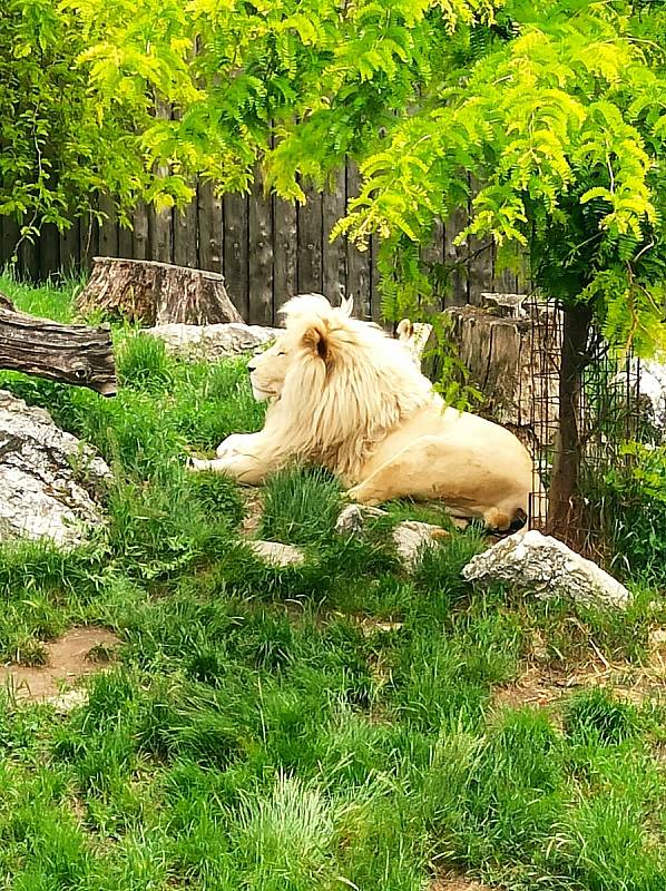 Snímek s názvem "Majestátný odpočinek ". Pokud chcete dát fotografii svůj hlas, můžete tak učinit na Facebooku Zoo Hodonín.