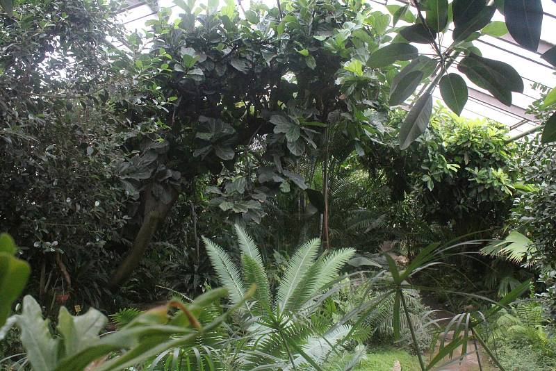 Zimní zahrada hodonínské nemocnice - tropický skleník se světově unikátní veřejnou sbírkou cycasovitých rostlin.