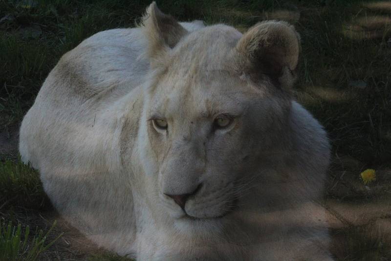 Lidé si mohou po znovuotevření zoologické zahrady prohlédnout zvířata ve venkovních výbězích či voliérách.