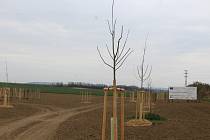 Nová výsadba zeleně včetně stovek stromů pod letištěm na obou březích vodního toku Hruškovice v katastru Milotic kolem pátečního poledne.