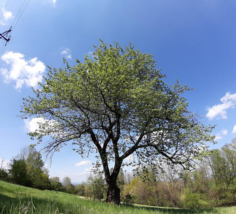 Turisté si na rozhledně Travičná prohlédnou i oskoruše