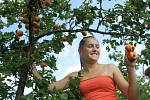 Vacenovický meruňkový sad vydává své letošní plody.