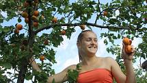 Vacenovický meruňkový sad vydává své letošní plody.
