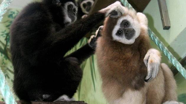 Rodina gibonů v hodonínské zoo je od 4. února pětičlenná. Pohlaví mláděte zatím není jasné.