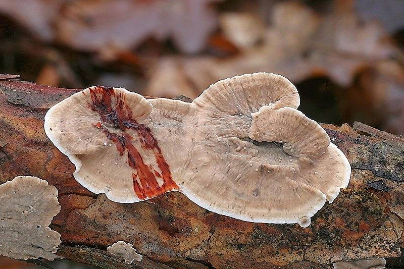 Především houbaři si pochvalují teploty letošní zimy a déšť posledních dní. V lesích se objevily houby, které běžně rostou až v březnu. Další pak nacházejí ve větším množství, než je obvyklé. 