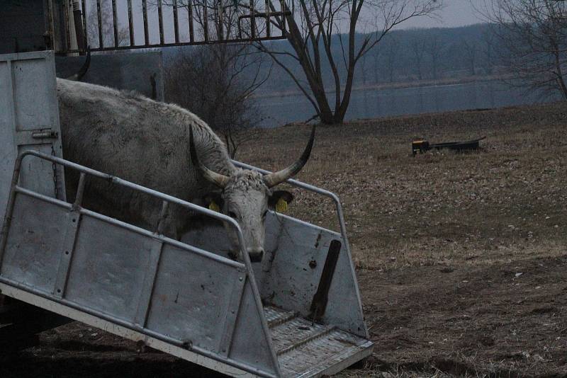 Příjezd čtyř krav uherského stepního skotu do Ptačího parku Kosteliska u Dubňan.