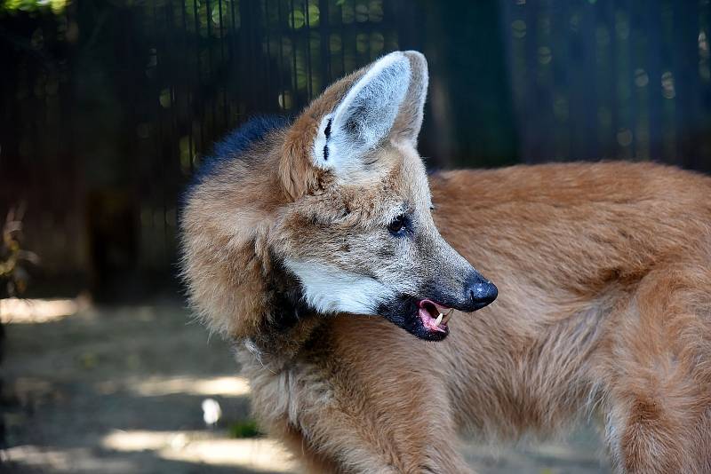 První říjnový víkend patřil v Zoo Hoodnín oslavám Dne zvířat. Pořadatelé připojili i stanoviště související se Dnem zdraví.