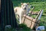 Téměř tři tisíce lidí zavítalo do hodonínské zoo na slavnostní uvítání bílých lvů jihoafrických v pavilonu velkých koček.