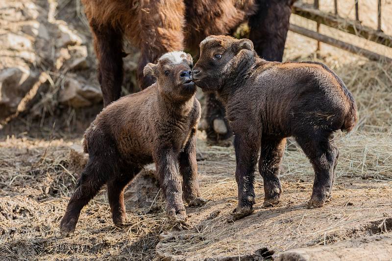 Mláďata takinů indických se koncem února narodila v brněnské zoo.