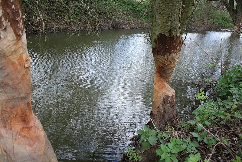 Bobři se zabydleli na Kyjovce. Vodohospodáře trápí nory, hráze i ohlodané stromy