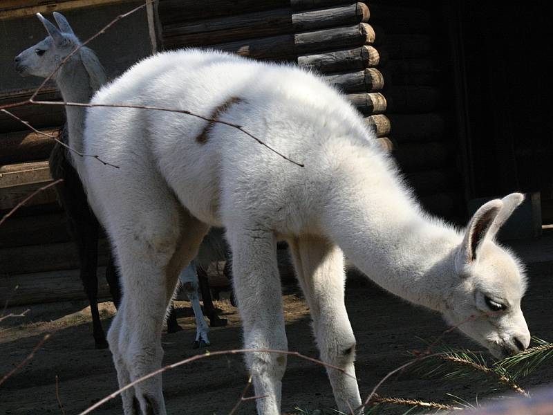 Mláďata lamy krotké v hodonínské zoo.