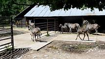 Tři mladé zebry Chapmannovy v hodonínské zoologické zahradě.