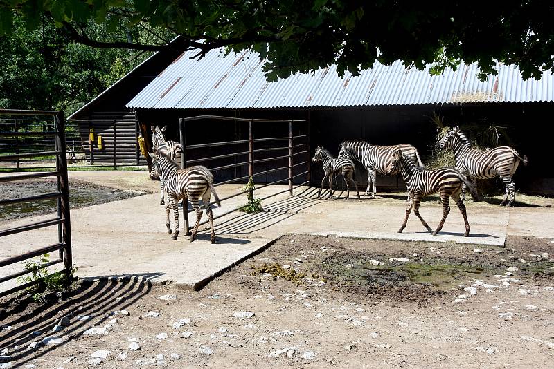 Tři mladé zebry Chapmannovy v hodonínské zoologické zahradě.