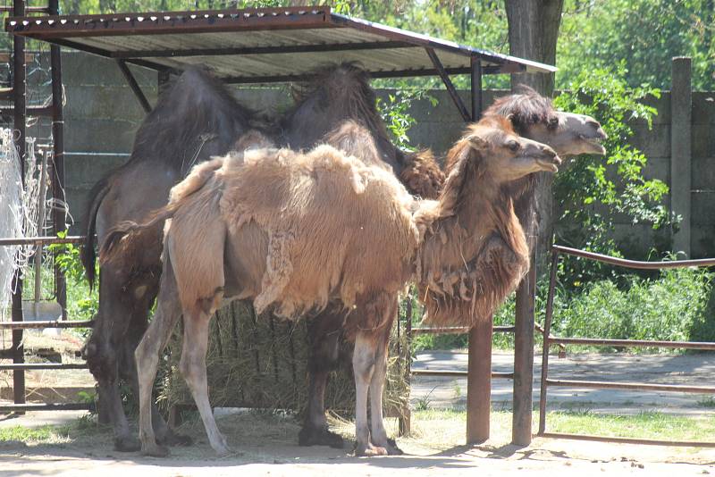 Lidé si mohou po znovuotevření zoologické zahrady prohlédnout zvířata ve venkovních výbězích či voliérách.