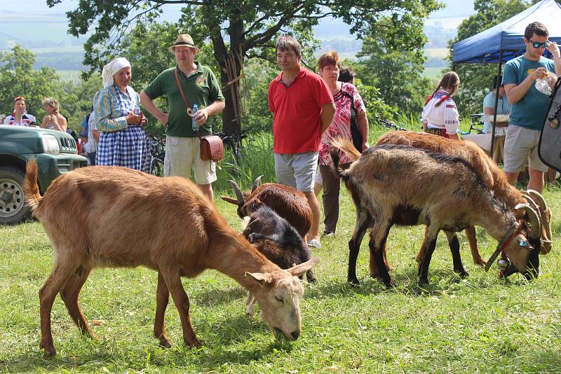 Hornácké kosení 2019