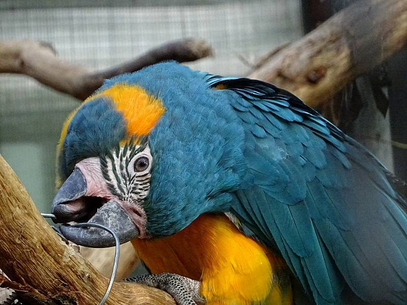 Snímek s názvem "Ara versus drát ". Pokud chcete dát fotografii svůj hlas, můžete tak učinit na Facebooku Zoo Hodonín.