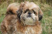 Štěně Shih-tzu.