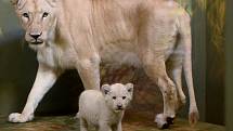 Mláďata lva jihoafrického se narodila 19. srpna 2020.