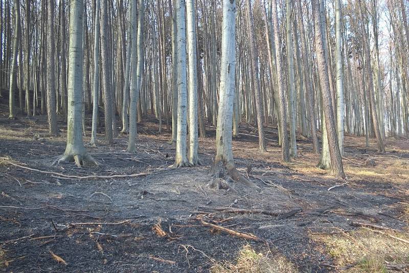 Ještě v noci na pondělí na kopci Hradisko u Javorníka hasiči kontrolovali situaci po nedělním požáru v tamním lese. Plameny se rozšířily na osm hektarů porostu, záchranáři museli ošetřit jednoho zraněného a vyčíslená škoda činí asi jeden milion korun. 