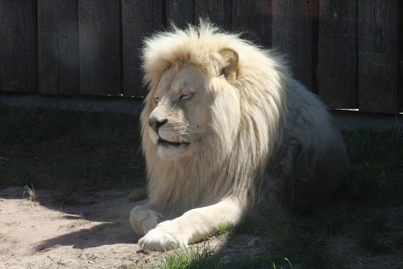 Lidé si mohou po znovuotevření zoologické zahrady prohlédnout zvířata ve venkovních výbězích či voliérách.