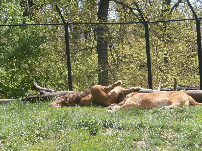 V zoo si můžete třeba i zahrát pexeso nebo kvíz. Vše s tématikou z říše zvířat.