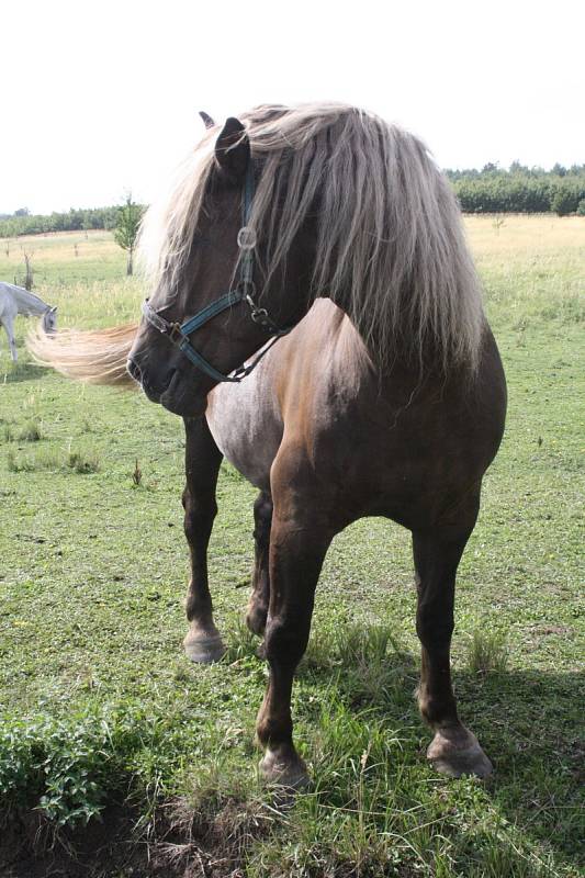 Salaš Travičná u Tvarožné Lhoty hostila další ročník oskerušobraní. Návštěvníci si mohli prohlédnout nový sad i různé odrůdy oskeruší, zkusit ovocný mošt a také oskeruši zakoupit na zasazení.