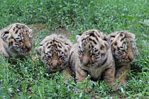 Hodonínská tygřice má čtyřčata.