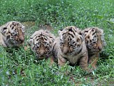Hodonínská tygřice má čtyřčata.