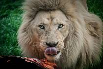 Lev jihoafrický se z Hodonína přestěhuje.