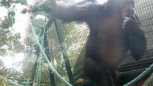 Ředitel hodonínské zoologické zahrady Martin Krug přišel s myšlenkou unikátní projekce pro šimpanze. Ti mohou sledovat, jak se mají jejich druhoví kolegové v Africe. Tímto způsobem se jim mohou vrátit původní návyky, které ztratili za života v zajetí.