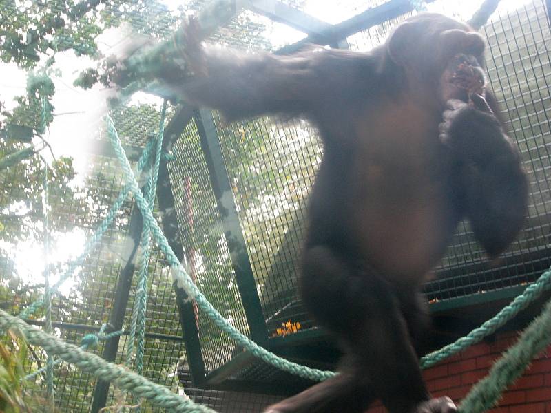 Ředitel hodonínské zoologické zahrady Martin Krug přišel s myšlenkou unikátní projekce pro šimpanze. Ti mohou sledovat, jak se mají jejich druhoví kolegové v Africe. Tímto způsobem se jim mohou vrátit původní návyky, které ztratili za života v zajetí.