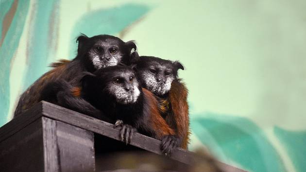 Tamaríni sedloví se zabydlují v hodonínské zoo.