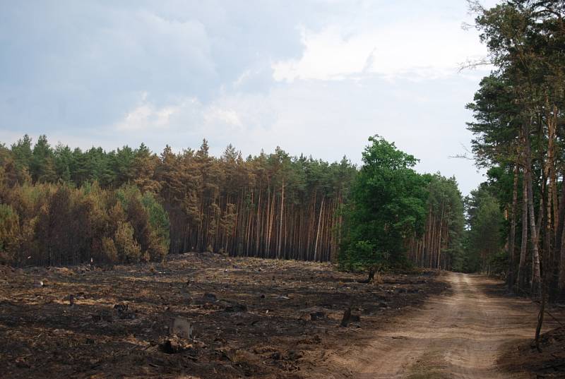 Některé stromy i po požárů zůstaly zelené. Otázkou je, zda nemají zasažené kořeny.