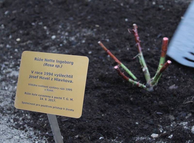 Slavnostní sázení růže Nette Ingeborg na nádvoří hodonínského zámečku k poctě Tomáše Garrigue Masaryka.