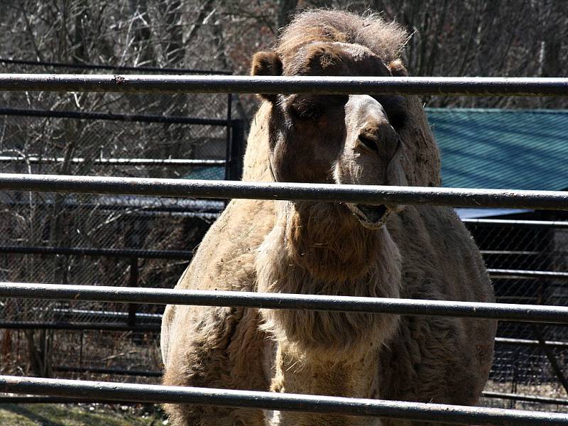 Velbloud v hodonínské zoo.