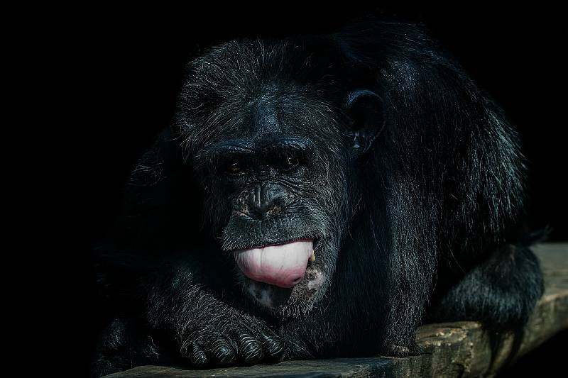 Snímek s názvem "Zuzanka ". Pokud chcete dát fotografii svůj hlas, můžete tak učinit na Facebooku Zoo Hodonín.