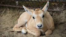 Nové mládě přímorožce arabského v hodonínské zoo.