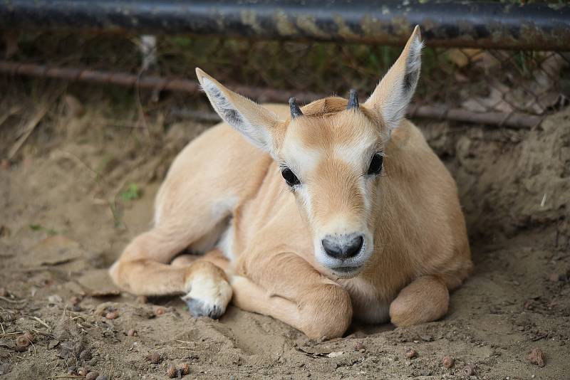 Nové mládě přímorožce arabského v hodonínské zoo.