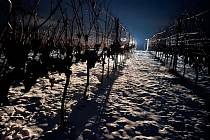 Rodinné vinařství Grmolec sbíralo na Štěpána hrozny Hibernalu. Na ledové víno.