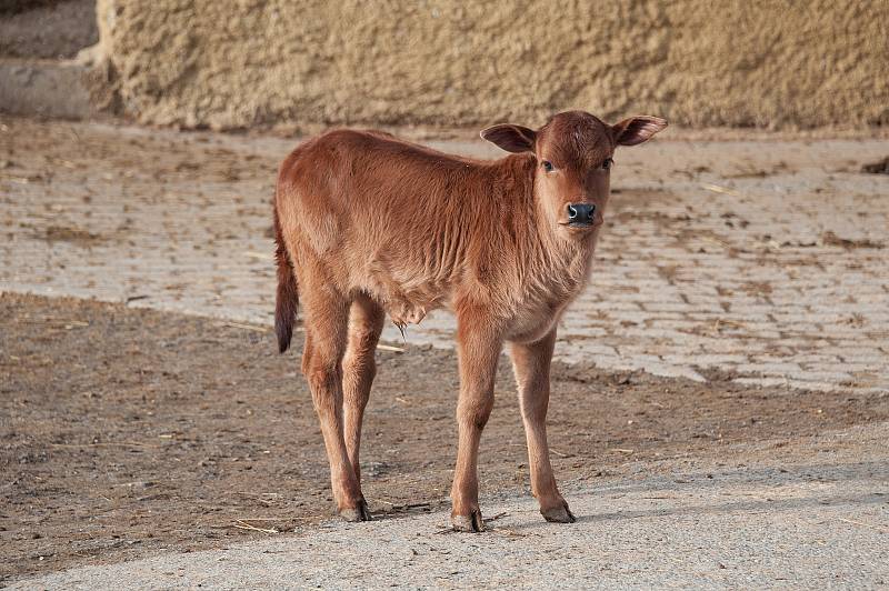 Letošní mláďata v Zoo Parku Vyškov.