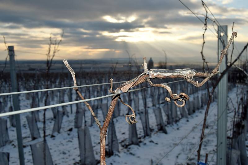 Zima ve vinohradech ve Velkých Bílovicích. Sobota 13. 2. 2021.