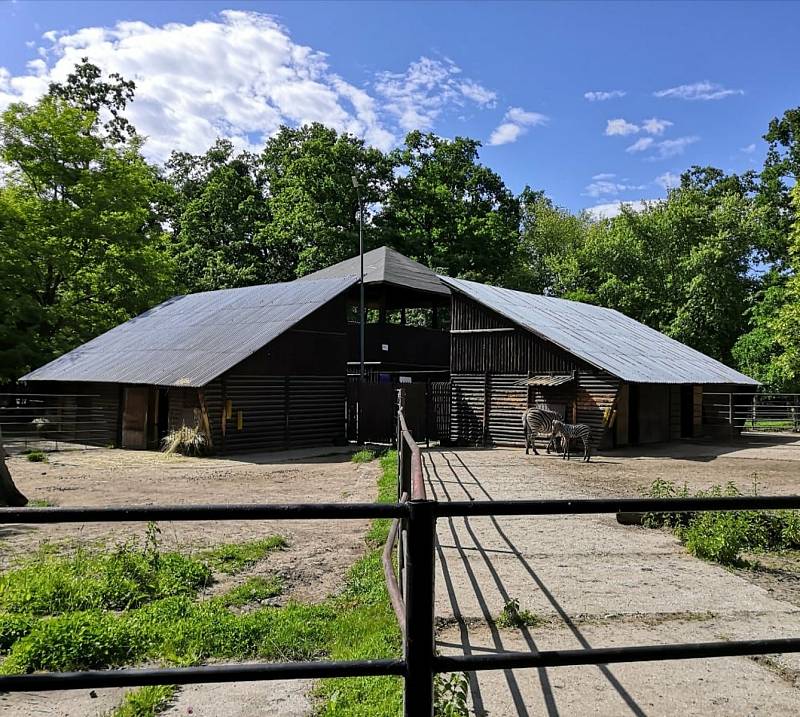 Snímek s názvem "Zebří přírustek ". Pokud chcete dát fotografii svůj hlas, můžete tak učinit na Facebooku Zoo Hodonín.