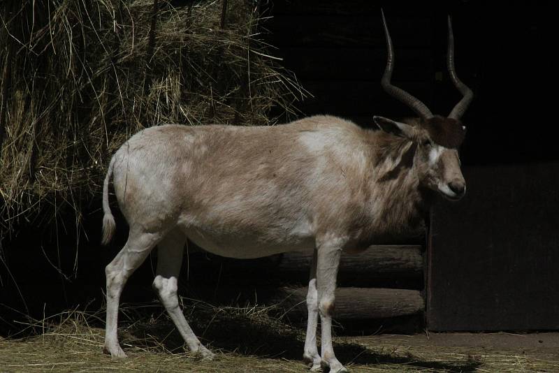 Lidé si mohou po znovuotevření zoologické zahrady prohlédnout zvířata ve venkovních výbězích či voliérách.