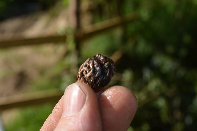 Archeologický záchranný výzkum u josefovského rybníku.